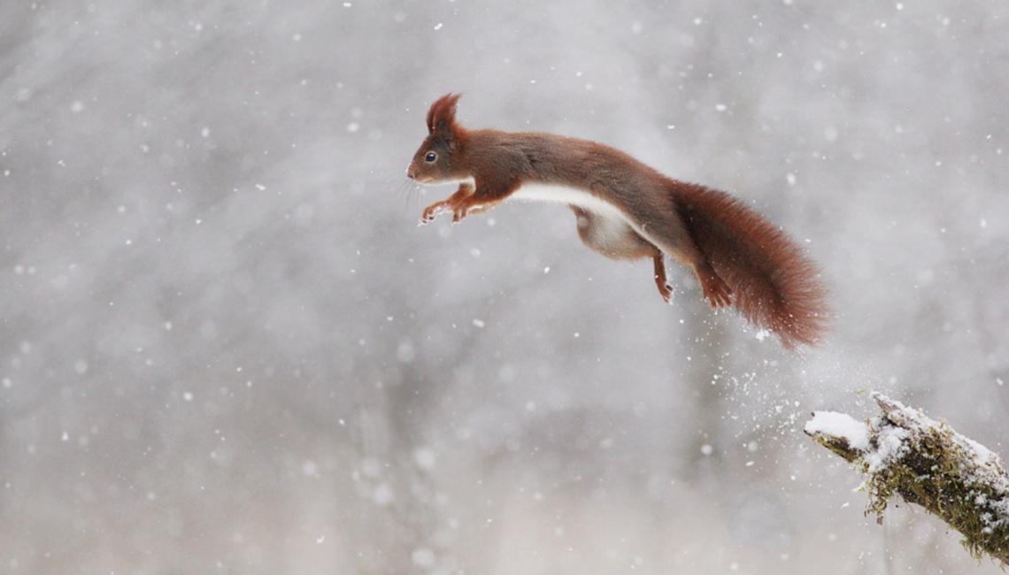 Bild eines Eichhörnchens, das von einem Ast abspringt. Bild: Julian Rad