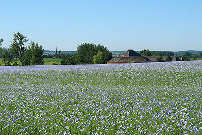 Ein Lein-Feld in Belgien. Foto: Jean-Pol_GRANDMONT_CC BY-SA 3.0_Wikimedia_Commons