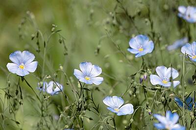 Foto von blühenden Lein-Blumen. Foto: Pixabay