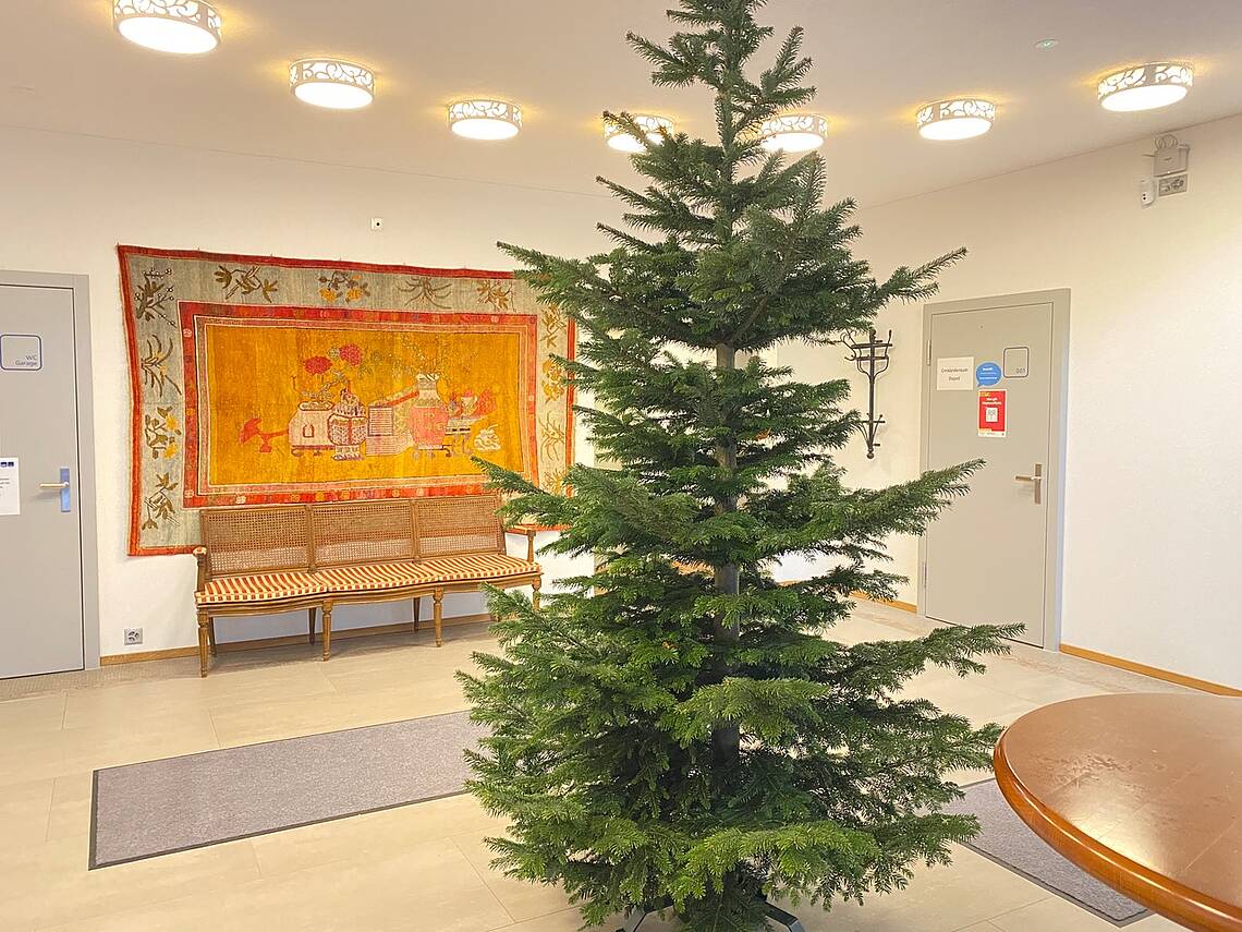 Foto vom Tannenbaum der Heilpraktikerschule Luzern