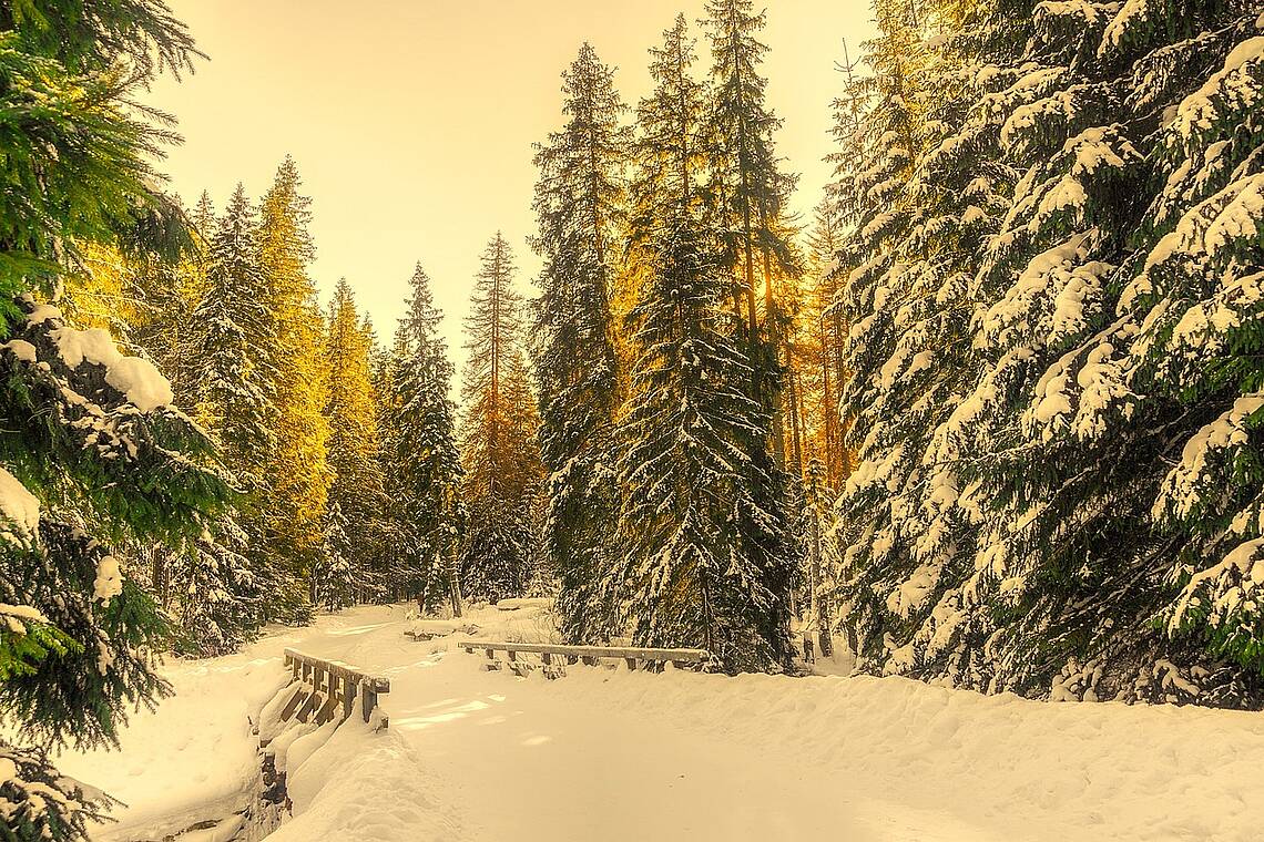 Bild einer verschneiten Brücke im Wald, Foto: Pixabay